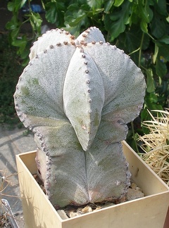 Выставка 02-04.09.2011 на Куликовом поле