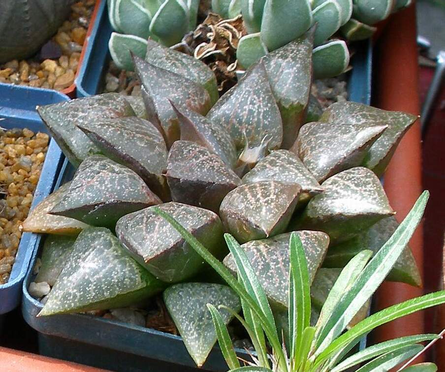 Выставка 02-04.09.2011 на Куликовом поле