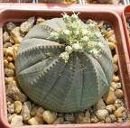 Выставка 02-04.09.2011 на Куликовом поле