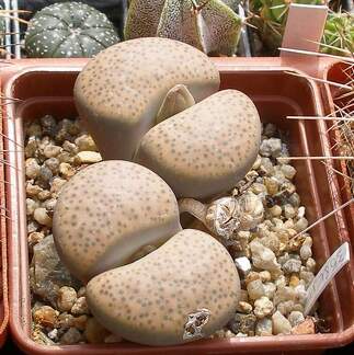 Выставка 02-04.09.2011 на Куликовом поле