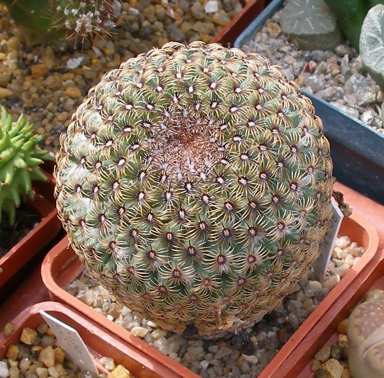 Выставка 02-04.09.2011 на Куликовом поле