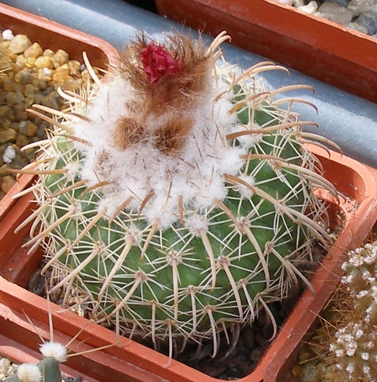 Выставка 02-04.09.2011 на Куликовом поле