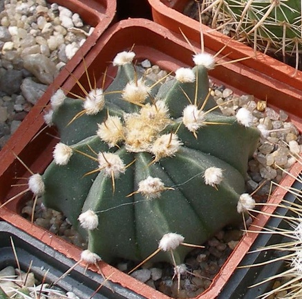 Выставка 02-04.09.2011 на Куликовом поле