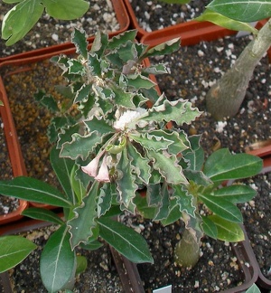 Выставка 02-04.09.2011 на Куликовом поле