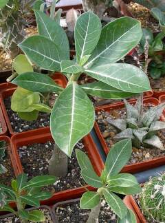 Выставка 02-04.09.2011 на Куликовом поле