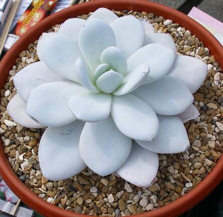 Выставка 02-04.09.2011 на Куликовом поле