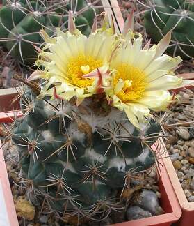 Выставка 02-04.09.2011 на Куликовом поле