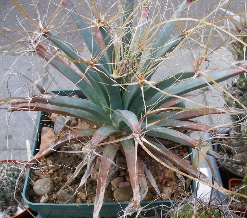 Выставка 02-04.09.2011 на Куликовом поле