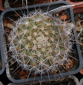 Выставка 02-04.09.2011 на Куликовом поле