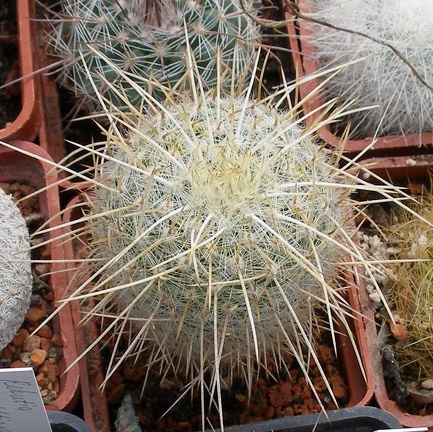 Выставка 02-04.09.2011 на Куликовом поле