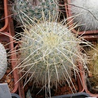 Выставка 02-04.09.2011 на Куликовом поле