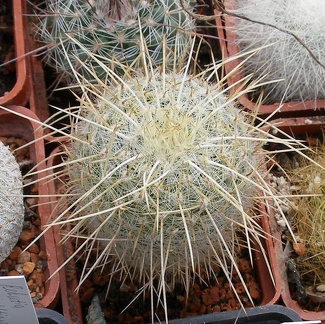 Выставка 02-04.09.2011 на Куликовом поле