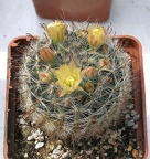 Выставка 02-04.09.2011 на Куликовом поле