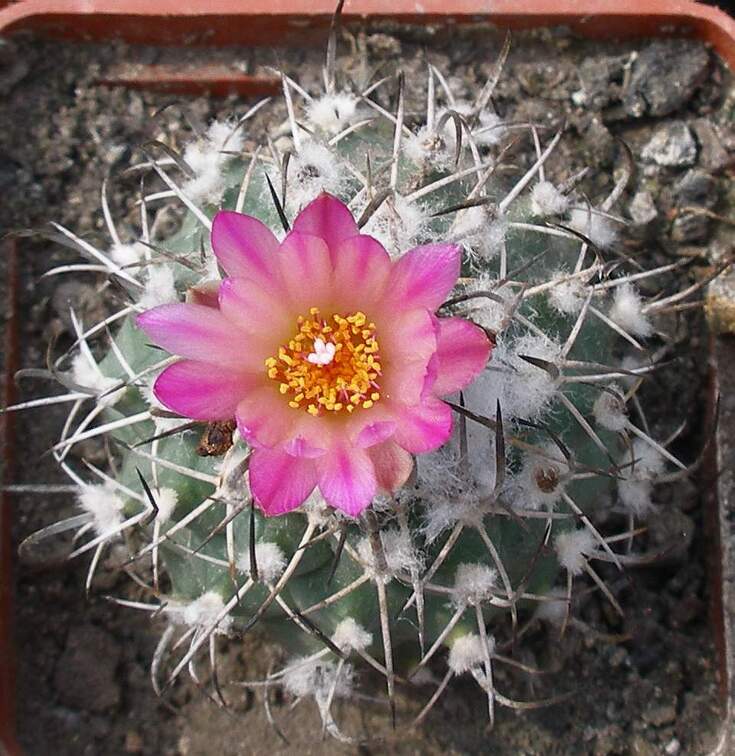 Выставка 02-04.09.2011 на Куликовом поле