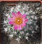 Выставка 02-04.09.2011 на Куликовом поле