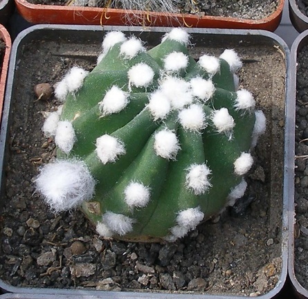 Выставка 02-04.09.2011 на Куликовом поле