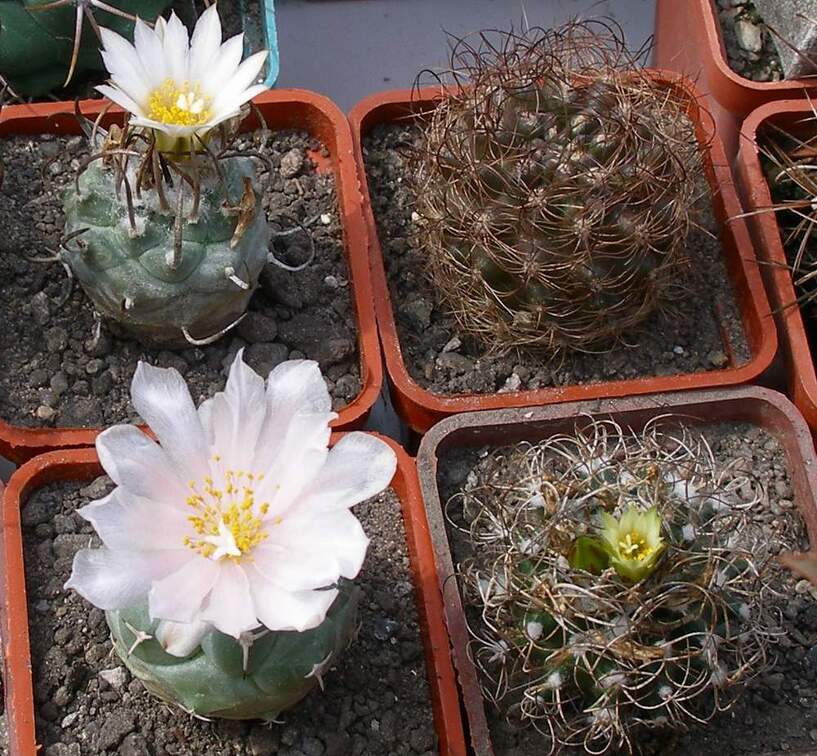 Выставка 02 -04.09.2011 на Куликовом поле