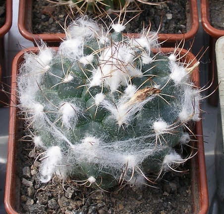 Выставка 02-04.09.2011 на Куликовом поле