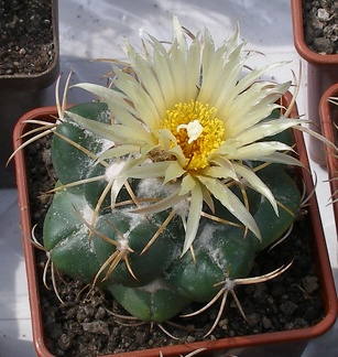 Выставка 02-04.09.2011 на Куликовом поле