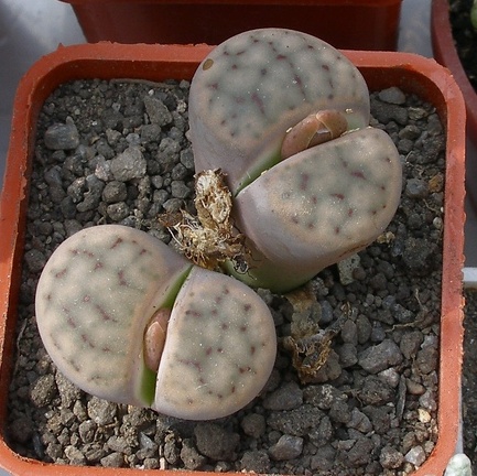 Выставка 02-04.09.2011 на Куликовом поле