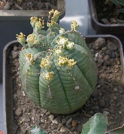 Выставка 02-04.09.2011 на Куликовом поле