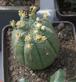 Выставка 02-04.09.2011 на Куликовом поле