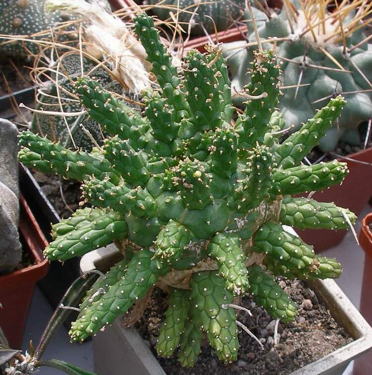 Выставка 02-04.09.2011 на Куликовом поле