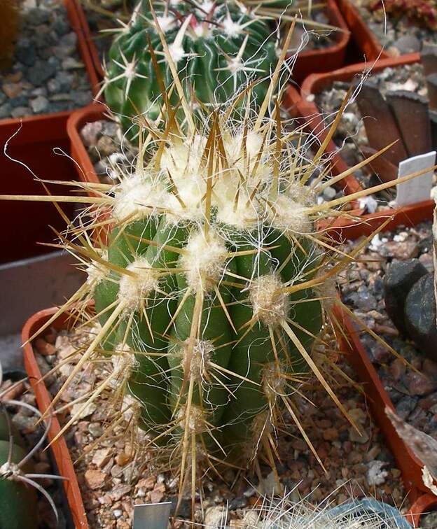 Выставка 02-04.09.2011 на Куликовом поле