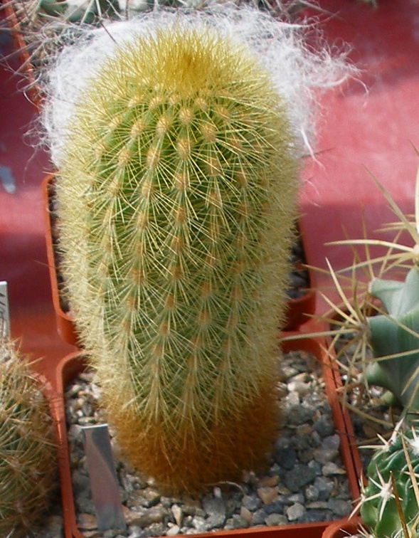 Выставка 02 -04.09.2011 на Куликовом поле