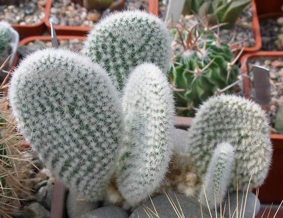 Выставка 02-04.09.2011 на Куликовом поле