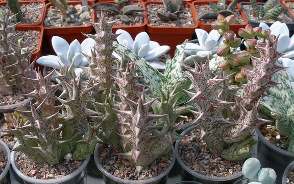 Выставка 02 -04.09.2011 на Куликовом поле