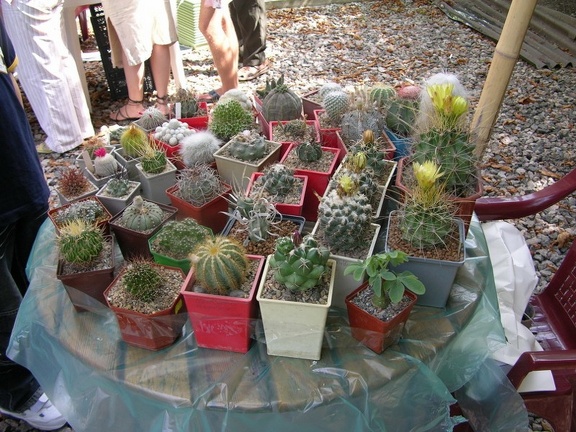 Выставка на День города (02.09.2007)