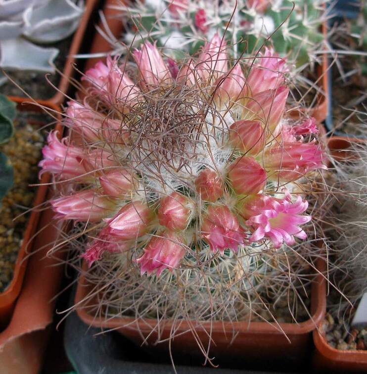 Выставка 15-17.04.2011 в &quot;Ваш сад&quot;