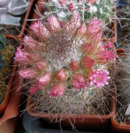 Выставка 15-17.04.2011 в &quot;Ваш сад&quot;