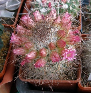 Выставка 15-17.04.2011 в &quot;Ваш сад&quot;