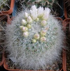 Выставка 15-17.04.2011 в &quot;Ваш сад&quot;