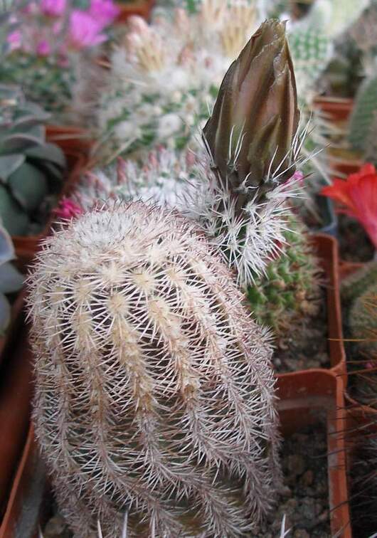 Выставка 15-17.04.2011 в &quot;Ваш сад&quot;