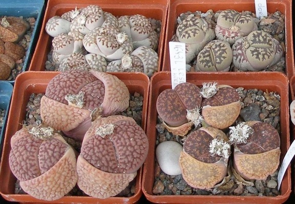 Выставка 15-17.04.2011 в &quot;Ваш сад&quot;