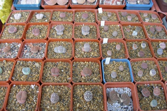 Выставка 15-17.04.2011 в &quot;Ваш сад&quot;