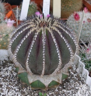 Выставка 15-17.04.2011 в &quot;Ваш сад&quot;