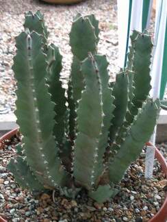 Выставка 15-17.04.2011 в &quot;Ваш сад&quot;