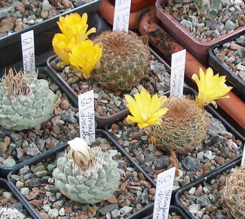 Выставка 15-17.04.2011 в &quot;Ваш сад&quot;