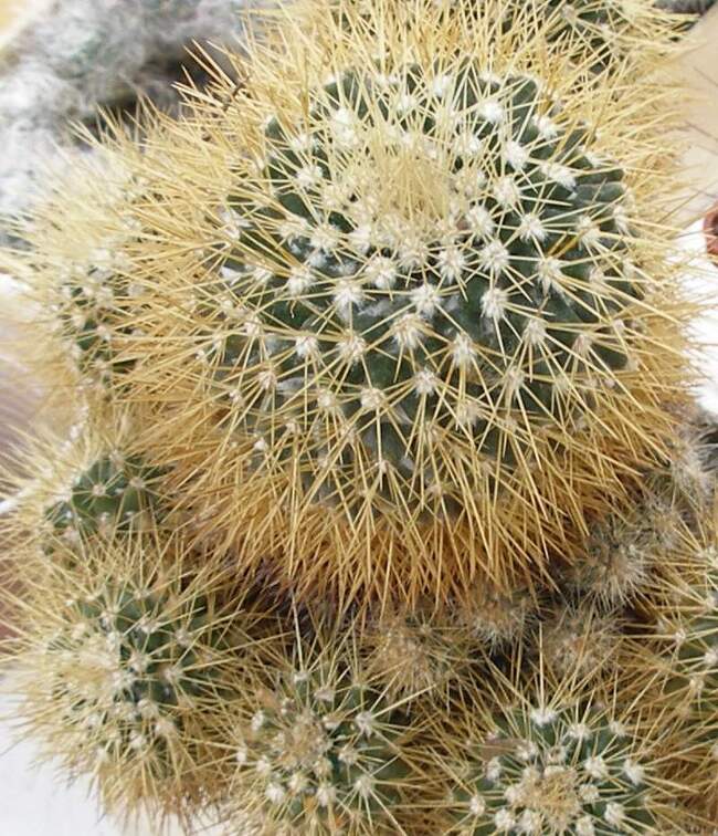 Выставка 15-17.04.2011 в &quot;Ваш сад&quot;