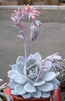 Выставка 15-17.04.2011 в &quot;Ваш сад&quot;