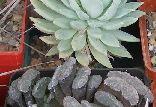 Выставка 15-17.04.2011 в &quot;Ваш сад&quot;