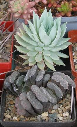 Выставка 15-17.04.2011 в &quot;Ваш сад&quot;