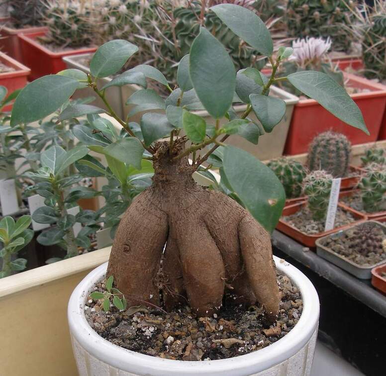 Выставка 15-17.04.2011 в &quot;Ваш сад&quot;