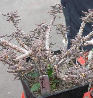 Выставка 15-17.04.2011 в &quot;Ваш сад&quot;