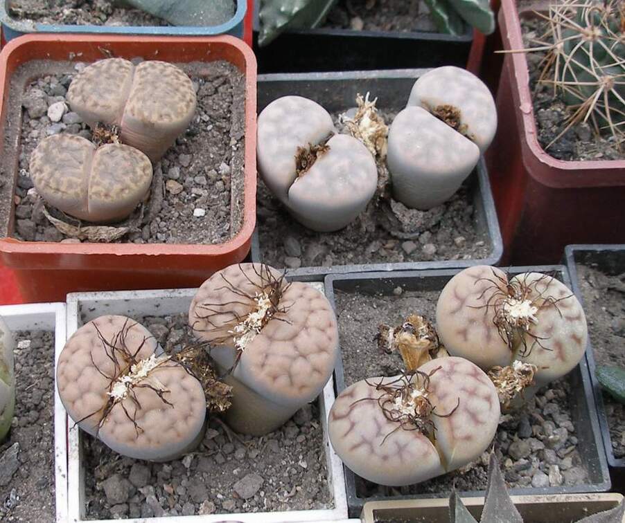 Выставка 15-17.04.2011 в &quot;Ваш сад&quot;