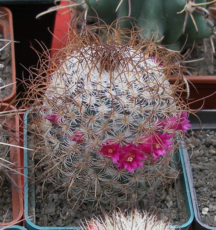 Выставка 15-17.04.2011 в &quot;Ваш сад&quot;